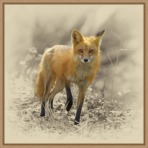 Red Fox Framed Canvas