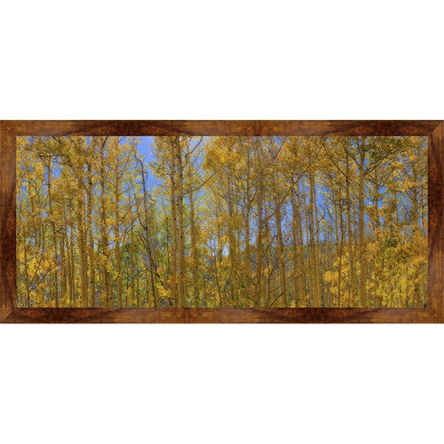 Summertime Aspen Trees Framed Canvas