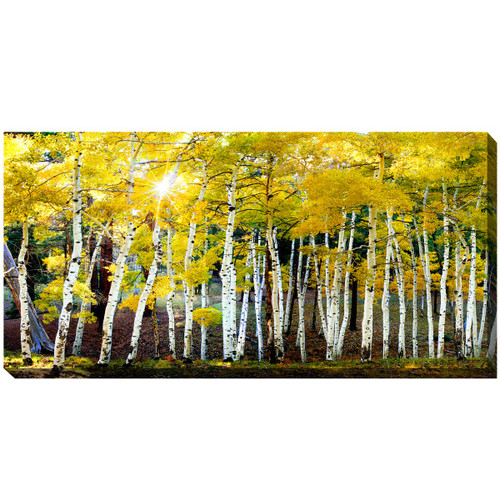 Sunshine Through the Aspens Canvas Art