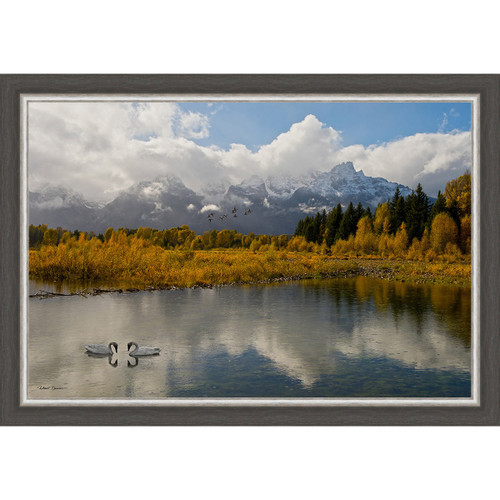 Swan Basin Framed Canvas