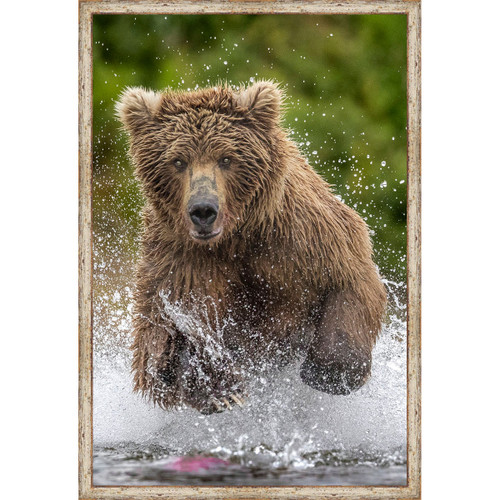 Swimming in Stream Bear Framed Canvas