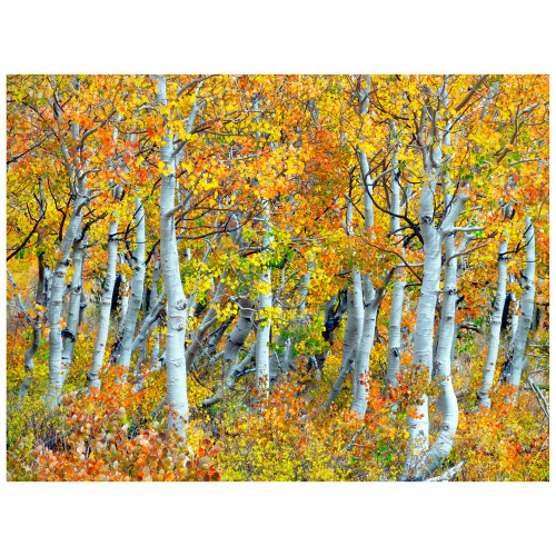 Trunks of Aspen Trees Indoor/Outdoor Canvas Art