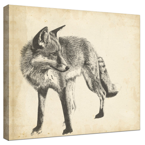 Wildlife Snapshot Fox Gallery Wrapped Canvas
