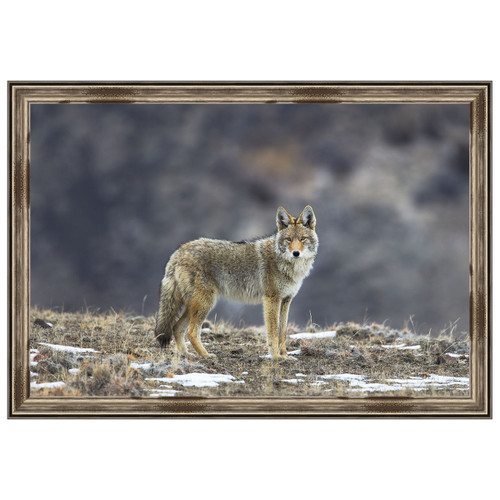 Yellowstone Coyote Framed Print