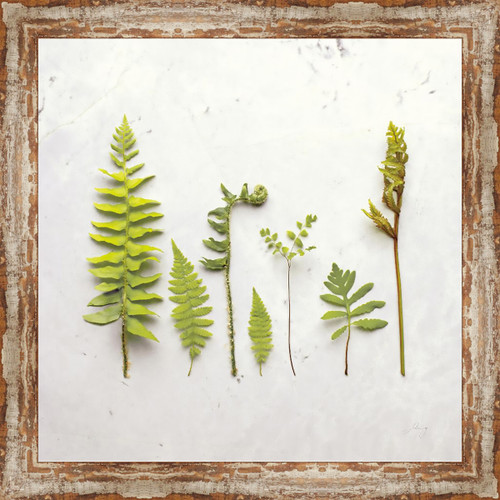 3D Ferns I Canvas Art