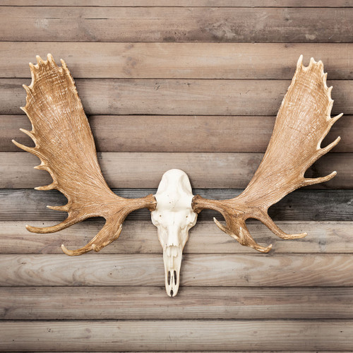 Alaskan Moose Antler Mount