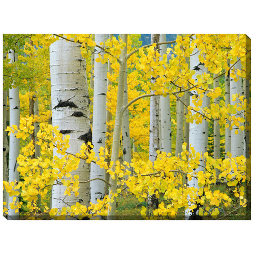 Aspen Trees Indoor/Outdoor Canvas Art