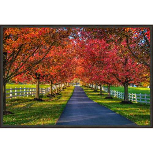 Autumn Lanes Framed Canvas