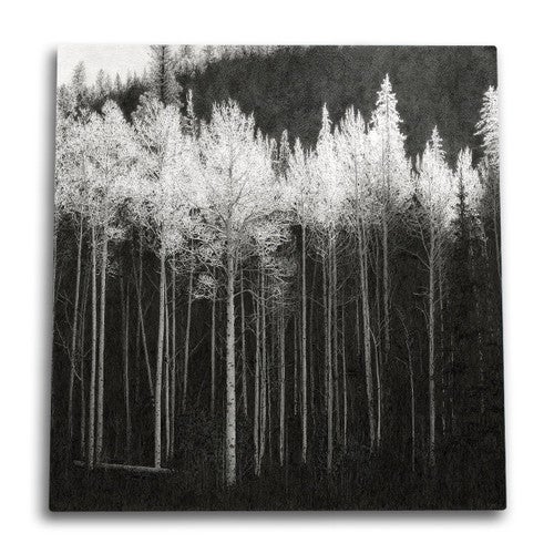Frosted Treetops Canvas Wall Art