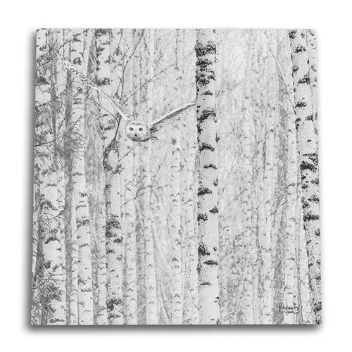 Birch Owl Canvas Wall Art