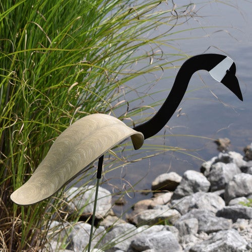 Dancing Outdoor Canadian Goose