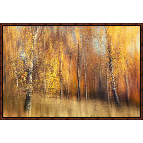 Birch Forest in Fall Framed Canvas