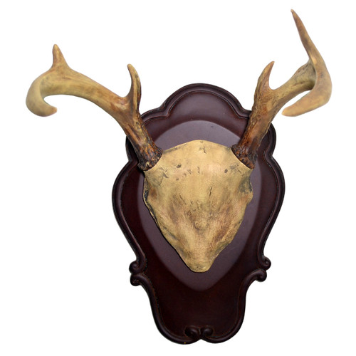 Black Forest Six Point Antler Trophy