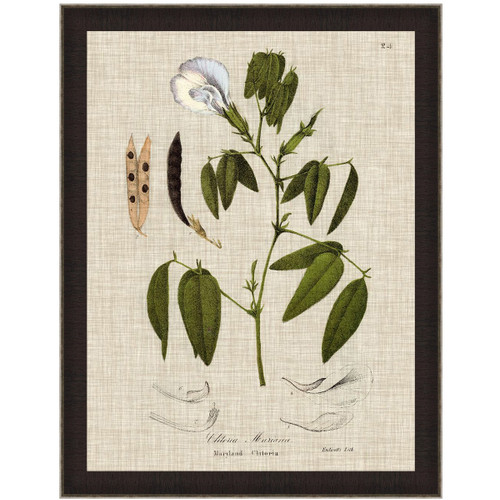 Butterfly Peas Canvas Art