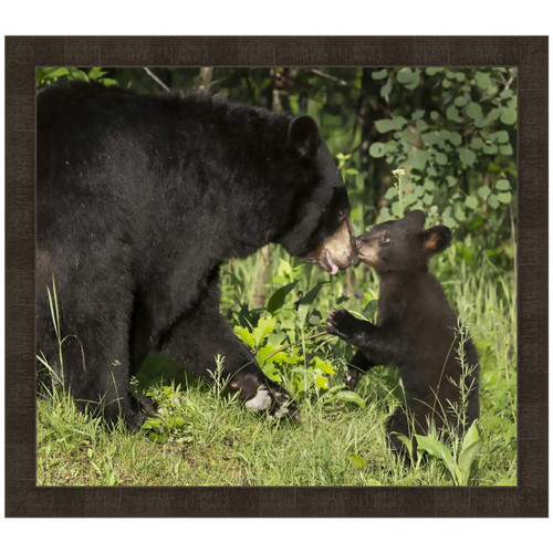 Cub Love Framed Art