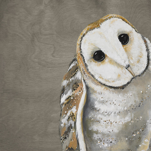 Curious Barn Owl Gray Canvas Art