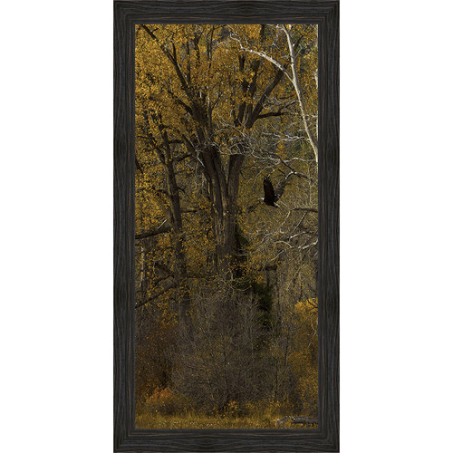 Eagle Flight Framed Canvas