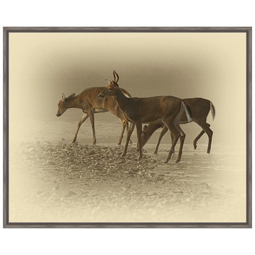 Early Morning Deer Trio Framed Canvas