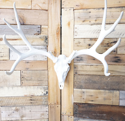 European Mule Deer Mount