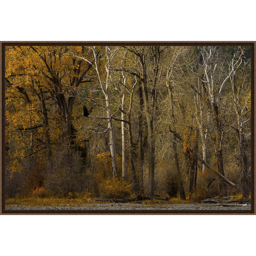 Flight in the Forest Framed Canvas