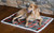 Glasgow Plaid Dog Blanket with White Sherpa - Large/X-Large
