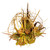 Grapevine and Pod Centerpiece