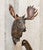 Moose Wall Hook