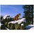 Mountain Cat Canvas Art