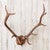 Oak Leaf Antler Mount