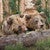 Personalized Aspen Bear Framed Canvas