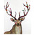 Posy Antler Deer Canvas Art