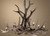 Real Elk Antler Chandelier - Extra Large