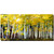 Sunshine Through the Aspens Canvas Art