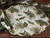 Walk in the Woods Round Placemats - Set of 4