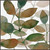 Watercolor Leaves Canvas Art