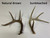 Real White-tail Deer Tiered Chandelier