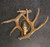 Whitetail Deer 2 Antler Wall Sconce