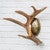Whitetail Deer Antler Wall Sconce - Left Facing
