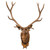 12-point Amber Elk Plaque