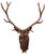 12-point Elk Plaque