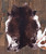 Small Faux Cowhide Tri-color Rug