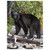 Ebony Bear Jigsaw Puzzle (1000 pc)