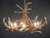 Elk 6 Antler Chandelier - SALE