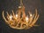 Whitetail 6 Antler Chandelier - SALE