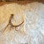 Lone Whitetail Antler