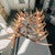 Forest Whitetail 12 Large Antler Table Chandelier