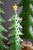 Christmas Tree Statuaries - Set of 3 - OUT OF STOCK UNTIL 08/14/2025