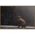 Bear Cub Wall Art