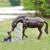 Ranch Pals Statuary - OVERSTOCK