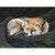 Dreaming Fox Canvas Print